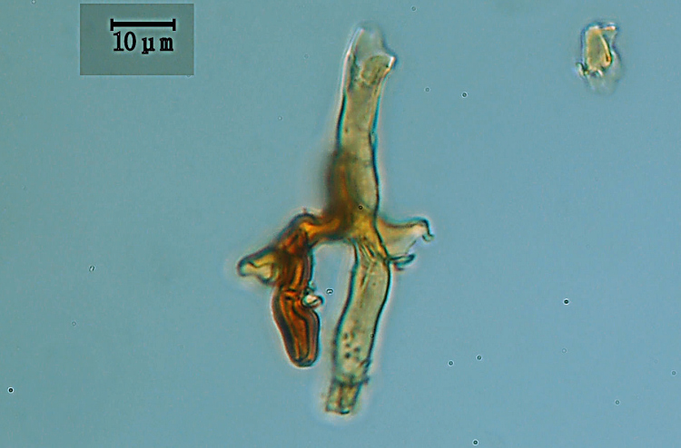 Hymenochaetaceae - Phellinus ??? (Inonotus tamaricis)